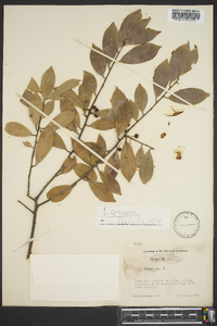 Ilex coriacea image