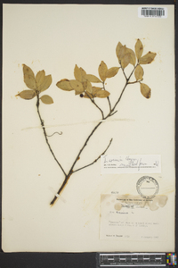 Ilex coriacea image