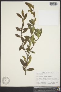 Ilex coriacea image