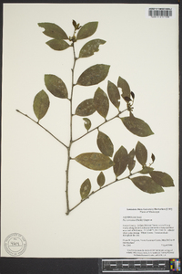 Ilex coriacea image