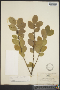 Ilex coriacea image