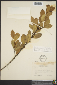 Ilex coriacea image