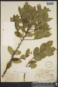 Ilex coriacea image