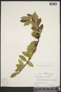 Ilex coriacea image