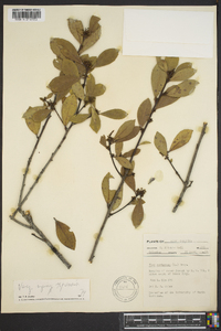 Ilex coriacea image