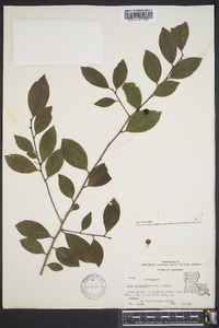 Ilex coriacea image