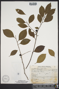 Ilex coriacea image