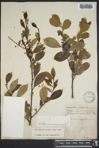 Ilex coriacea image