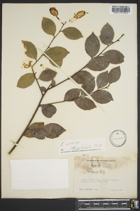 Ilex coriacea image