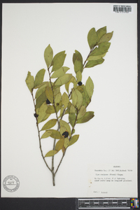 Ilex coriacea image