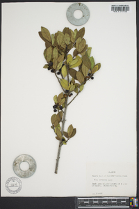 Ilex coriacea image