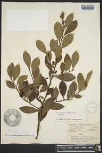 Ilex coriacea image