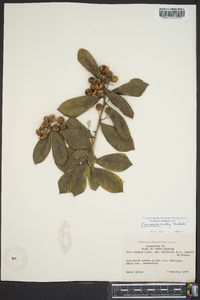 Ilex cornuta image