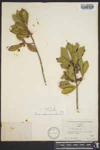 Ilex cumulicola image