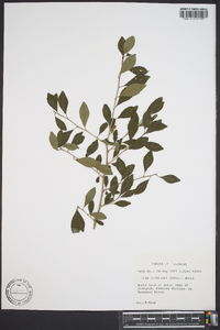 Ilex curtissii image