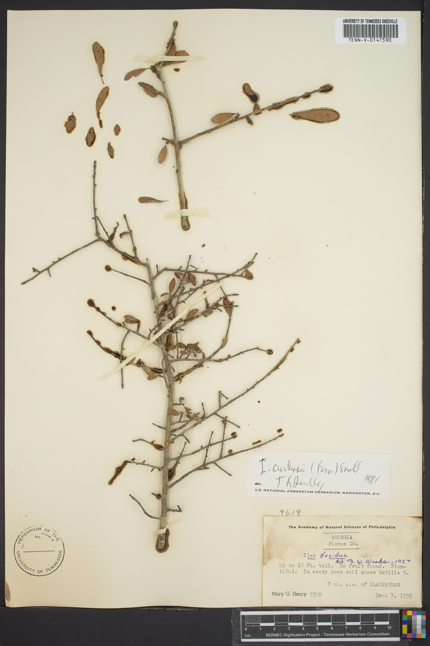 Ilex curtissii image