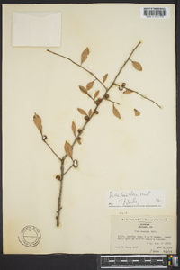 Ilex curtissii image