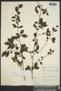 Ilex curtissii image