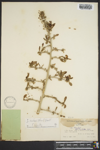 Ilex curtissii image