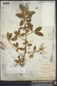 Ilex laevigata image