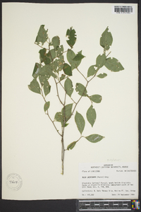 Ilex laevigata image