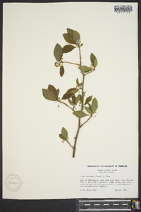 Ilex laevigata image