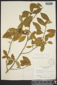 Ilex laevigata image