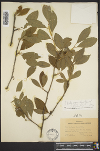 Ilex laevigata image