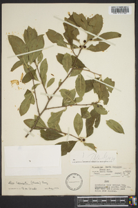 Ilex laevigata image