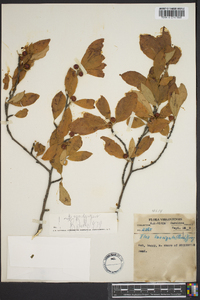 Ilex laevigata image