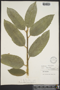 Ilex latifolia image