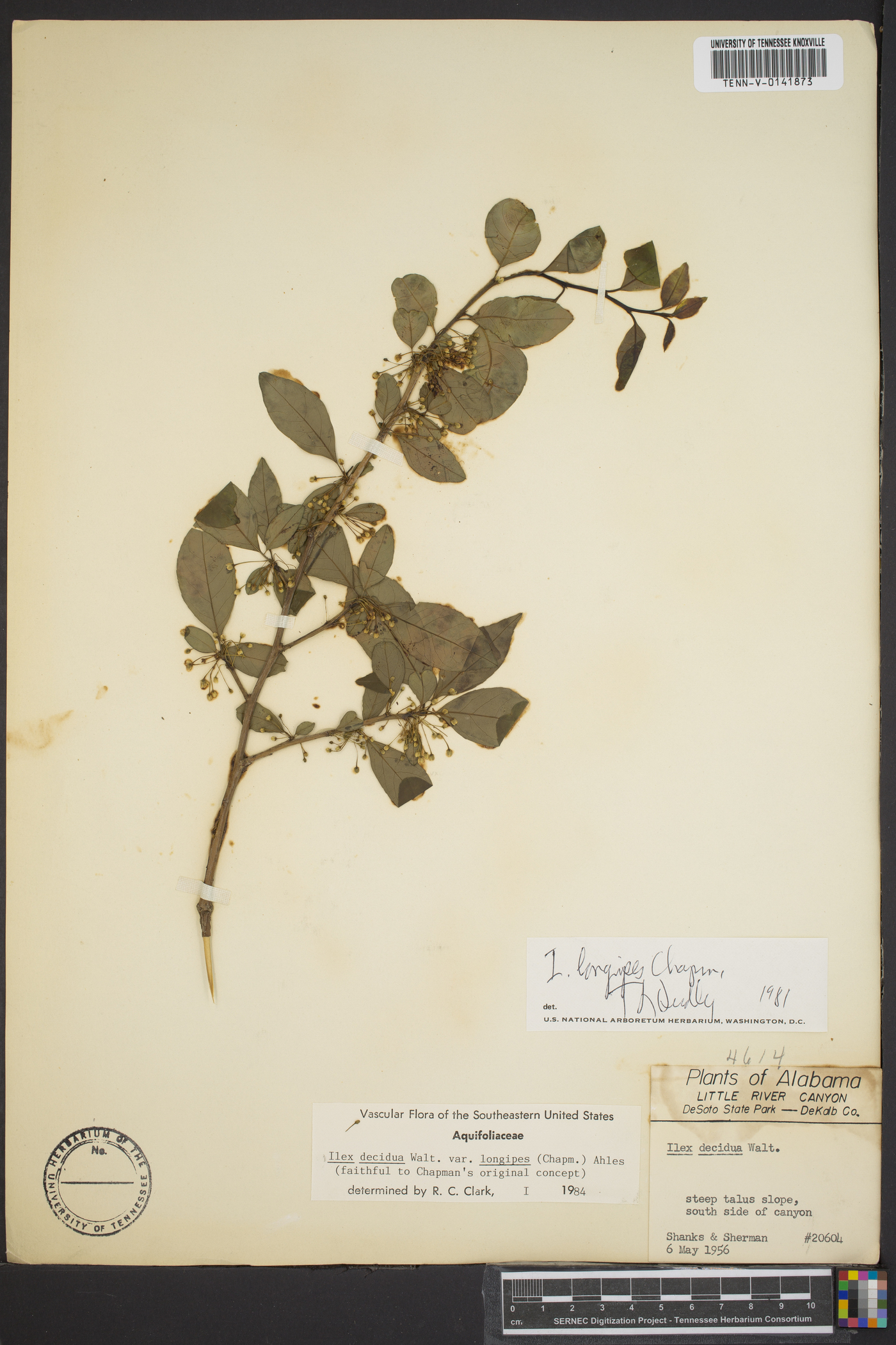 Ilex longipes image