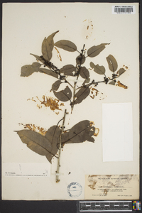 Ilex krugiana image