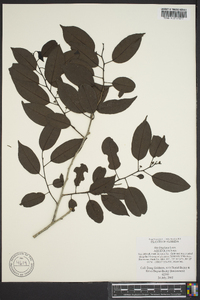 Ilex krugiana image