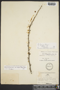 Ilex longipes image