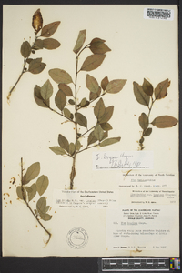 Ilex longipes image