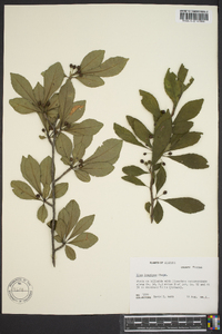 Ilex longipes image