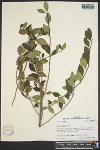 Ilex longipes image