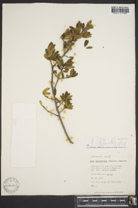 Ilex myrtifolia image