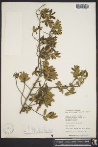 Ilex myrtifolia image