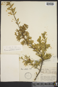 Ilex myrtifolia image