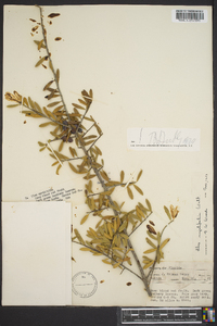 Ilex myrtifolia image