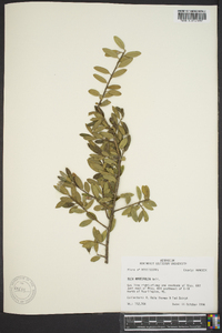 Ilex myrtifolia image