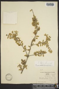 Ilex myrtifolia image