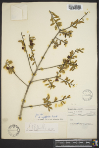 Ilex myrtifolia image