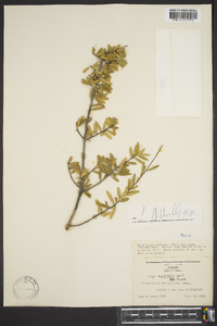 Ilex myrtifolia image