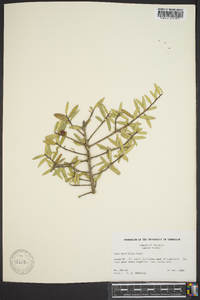 Ilex myrtifolia image