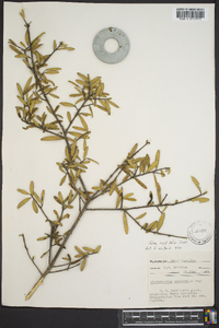 Ilex myrtifolia image