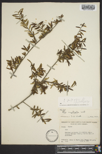 Ilex myrtifolia image