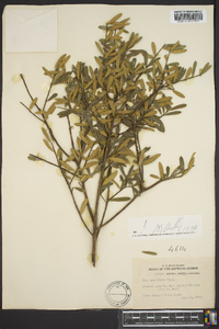 Ilex myrtifolia image